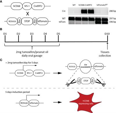 A Human CD68 Promoter-Driven Inducible Cre-Recombinase Mouse Line Allows Specific Targeting of Tissue Resident Macrophages